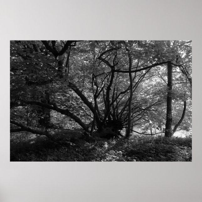Unusual Tree, Bute Park, Cardiff, Wales BW Poster (Front)