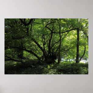 Unusual Tree, Bute Park, Cardiff, Wales Poster