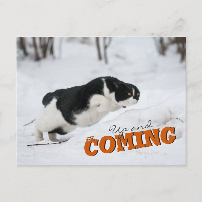 Up and Coming CC0685 Cat Postcard (Front)