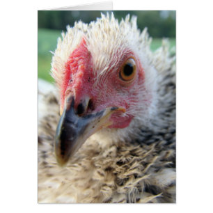 Up Close and Personal With a Frizzle