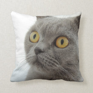 Up-Close British Shorthair Cat Throw Cushion