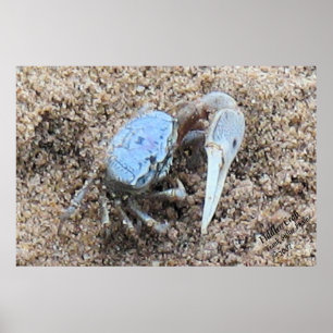 Up Close & Dirty ! !  Fiddler Crab Poster