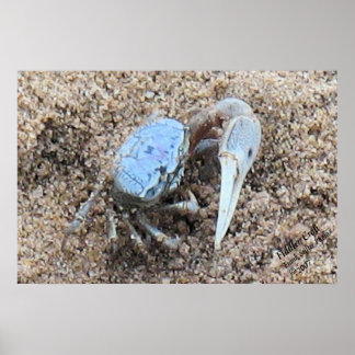 Up Close & Dirty ! ! Fiddler Crab Poster