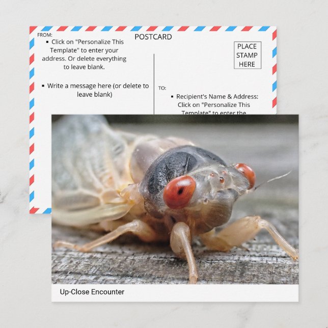 Up-Close Encounter: The Intriguing World of Cicada Postcard (Front/Back)