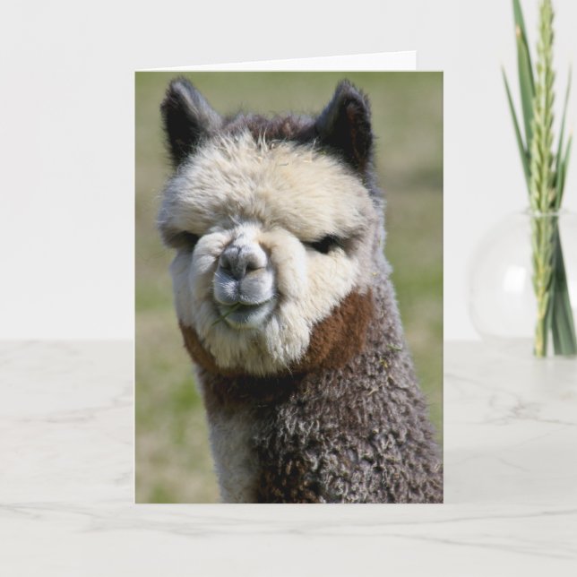 Up Close Grey Alpaca Card (Front)