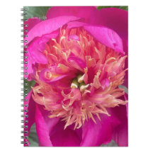 Up-close Hot Pink Peony