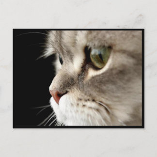 Up-Close Kitty Post Card