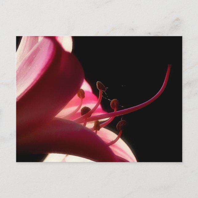 Up Close & Personal Postcard (Front)