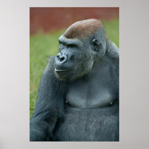 Up Close with Gorilla Lope: Enchanting Portrait of Poster