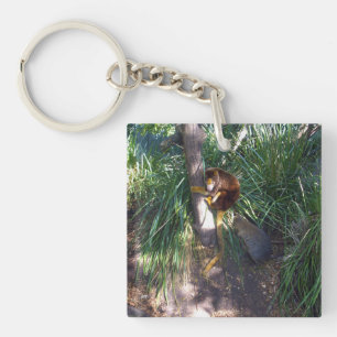 "Up in Trees: An Australian Tree Kangaroo Climbs Key Ring