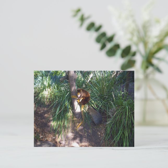 "Up in Trees: An Australian Tree Kangaroo Climbs Postcard (Standing Front)