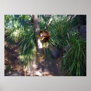 "Up in Trees: An Australian Tree Kangaroo Climbs Poster