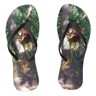 "Up in Trees: An Australian Tree Kangaroo Climbs Thongs