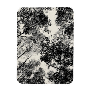 Up Through The Trees, 2018   SVP Images Magnet