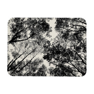 Up Through The Trees, 2018 SVP Images Magnet
