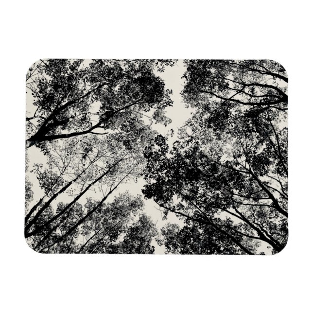 Up Through The Trees, 2018 | SVP Images Magnet (Horizontal)