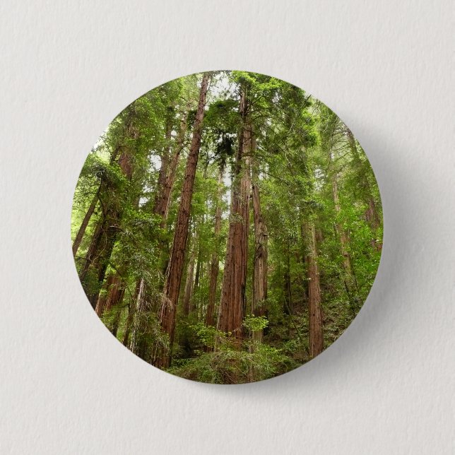 Up to Redwoods I at Muir Woods National Monument 6 Cm Round Badge (Front)