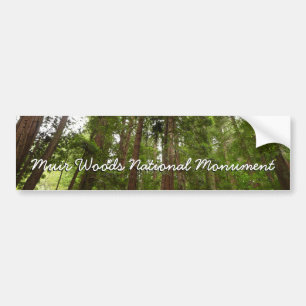 Up to Redwoods I at Muir Woods National Monument Bumper Sticker