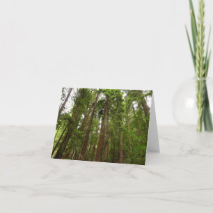 Up to Redwoods I at Muir Woods National Monument Card