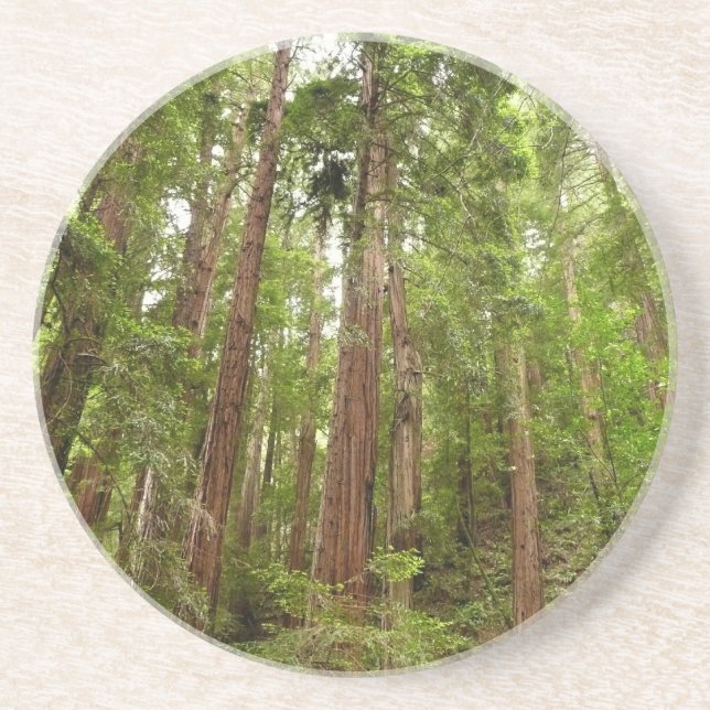 Up to Redwoods I at Muir Woods National Monument Coaster (Front)