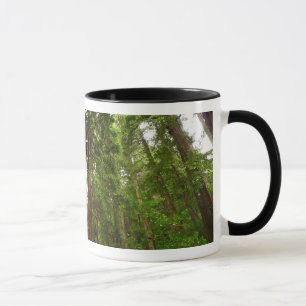 Up to Redwoods I at Muir Woods National Monument Mug