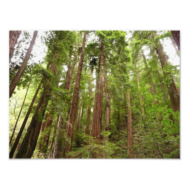 Up to Redwoods I at Muir Woods National Monument Photo Print (Front)