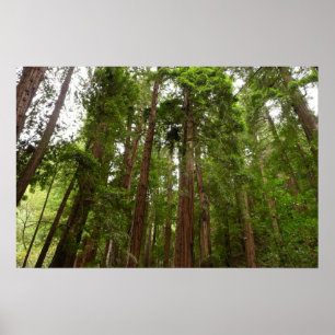 Up to Redwoods I at Muir Woods National Monument Poster