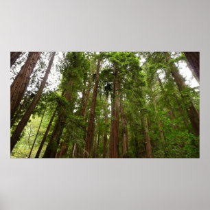 Up to Redwoods I at Muir Woods National Monument Poster