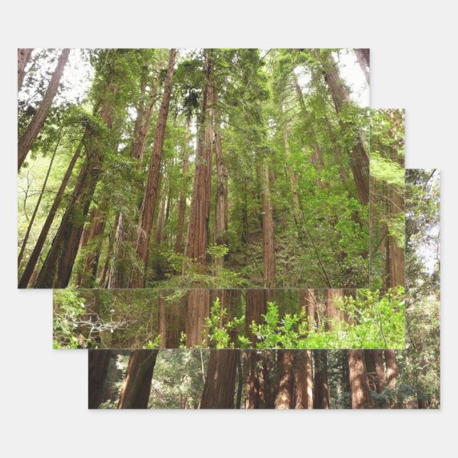 Up to Redwoods I at Muir Woods National Monument Wrapping Paper Sheet (Set)