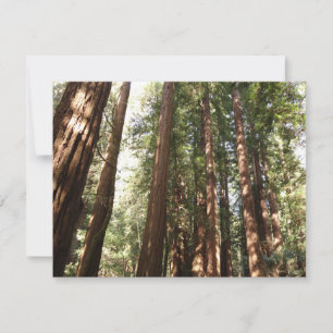 Up to Redwoods II at Muir Woods National Monument
