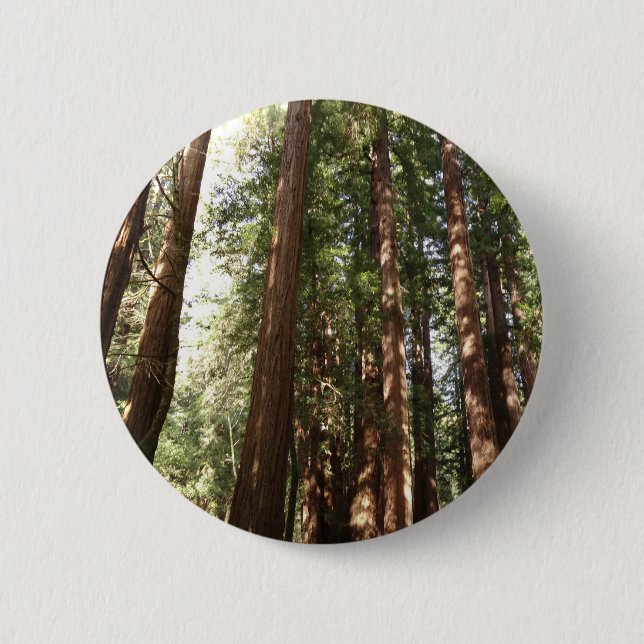 Up to Redwoods II at Muir Woods National Monument 6 Cm Round Badge (Front)