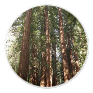 Up to Redwoods II at Muir Woods National Monument Ceramic Knob