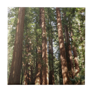 Up to Redwoods II at Muir Woods National Monument Ceramic Tile