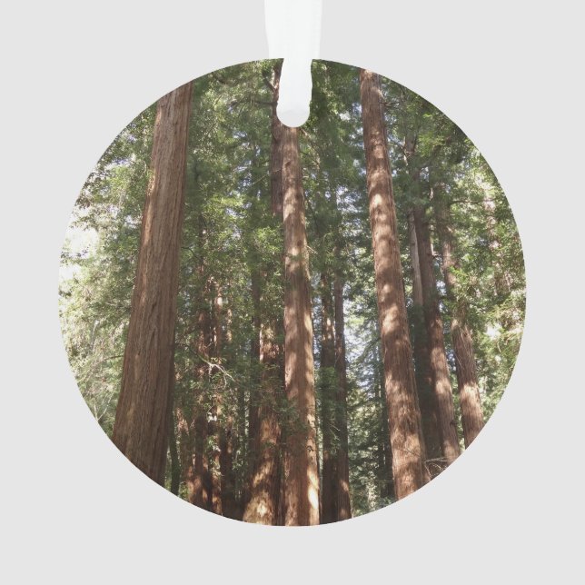 Up to Redwoods II at Muir Woods National Monument Ornament (Back)