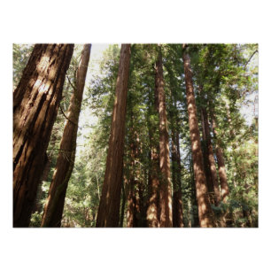 Up to Redwoods II at Muir Woods National Monument Poster