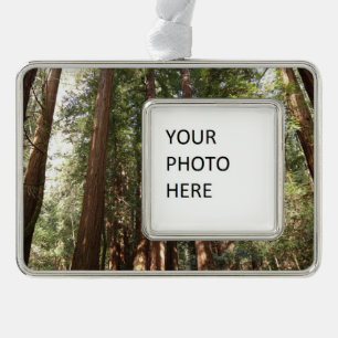 Up to Redwoods II at Muir Woods National Monument Silver Plated Framed Ornament