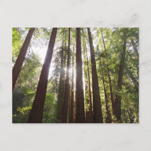 Up to Redwoods in the Morning Postcard
