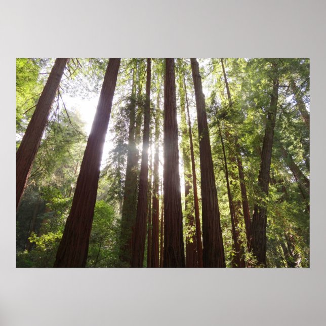 Up to Redwoods in the Morning Poster (Front)