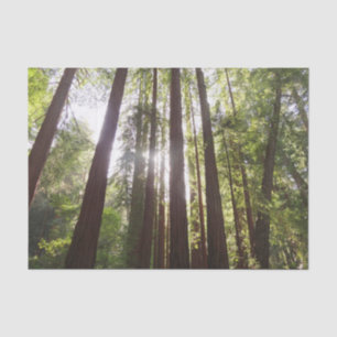 Up to Redwoods in the Morning Tissue Paper