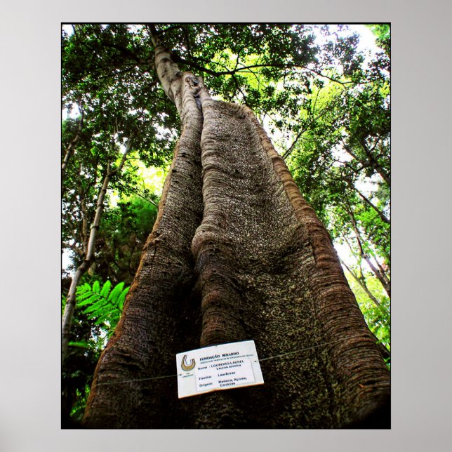 Up Tree Poster (Front)