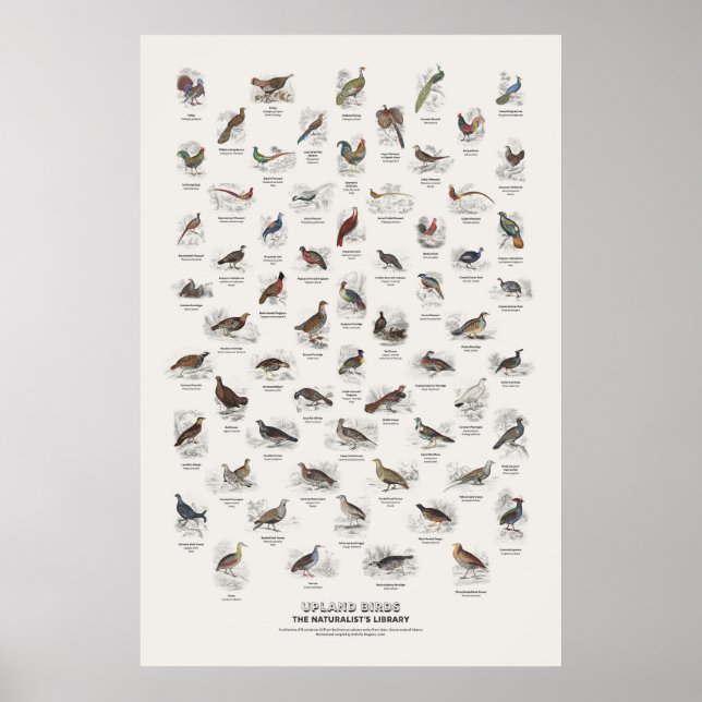 Upland Birds - Naturalist's Library Poster (Front)
