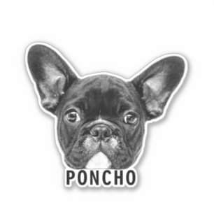 Upload Pet Face Photo & Name Customised Sticker