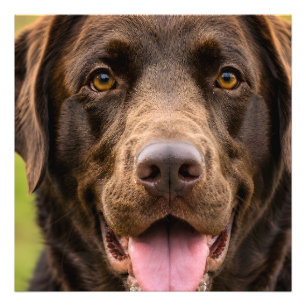 Upload Your Own Dog Picture Photo Print