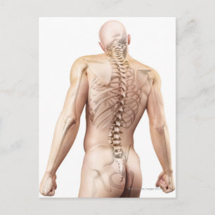 Upper Body Bones 2 Postcard