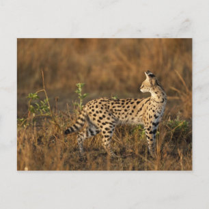 Upper Mara, Masai Mara Game Reserve, Kenya, Postcard