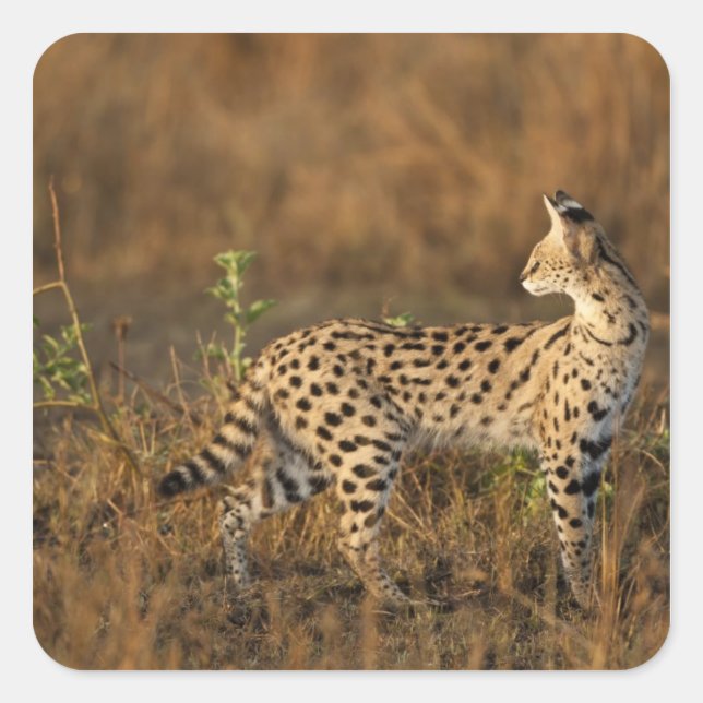 Upper Mara, Masai Mara Game Reserve, Kenya, Square Sticker (Front)