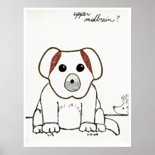 Upper Midbrain print