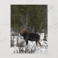 Upper Peninsula Moose wilderness browsing Wildlife