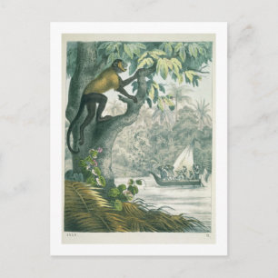 Upper reaches of the Amazon, from 'Das Buch der We Postcard