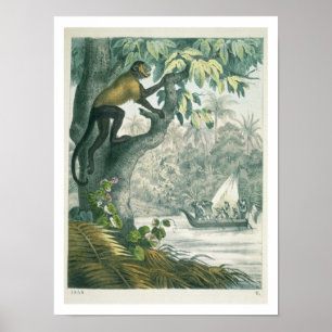 Upper reaches of the Amazon, from 'Das Buch der We Poster